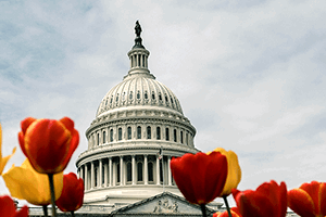 U.S. Capitol dome viewed from behind red and orange tulips